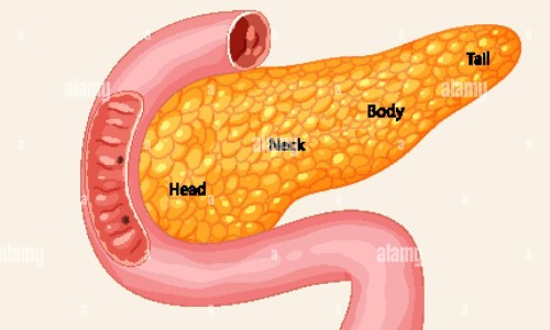 产后甲状腺囊肿会消失吗-哺乳期甲状腺囊肿会恢复吗网—知名的哺乳期甲状腺偏高对宝宝影响网站,分享哺乳期甲状腺不正常可以喂奶吗知识